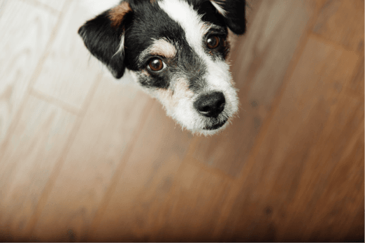 What to Know About Bringing Your Pet Along for Corporate Apartment Travels