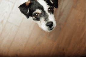 What to Know About Bringing Your Pet Along for Corporate Apartment Travels